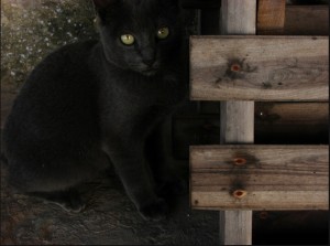 gato preto na escada