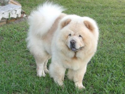 cachorro-chow-chow-6